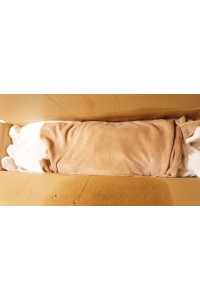 MOMODOLL #かなこ 138cm 巨乳 中空胸 口内舌付きOP 自立加工 普通骨格 肌色 ホワイト